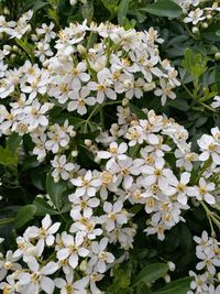 Close-up of white flowers blooming outdoors