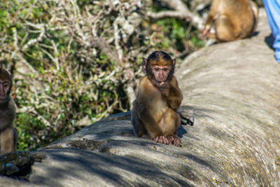 Monkey sitting on rock