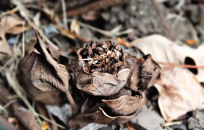 Close-up of pine cone