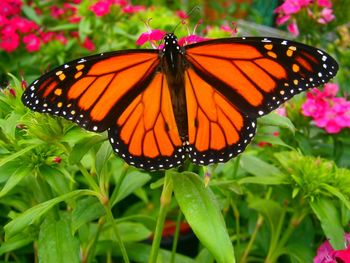 Close-up of butterfly on flower