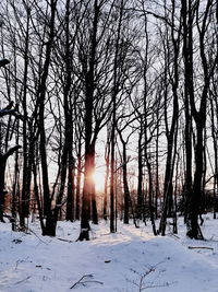 Sunlight streaming through bare trees during winter