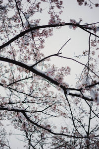 Low angle view of cherry blossoms against sky