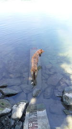 High angle view of dog in lake