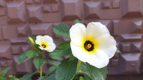 Close-up of yellow flower blooming outdoors
