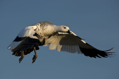 Low angle view of eagle flying against clear sky