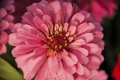 Close-up of pink flower