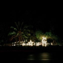 View of palm trees at night