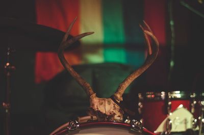 Antler horned on musical drum kit