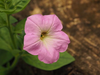 Close-up of pink flower