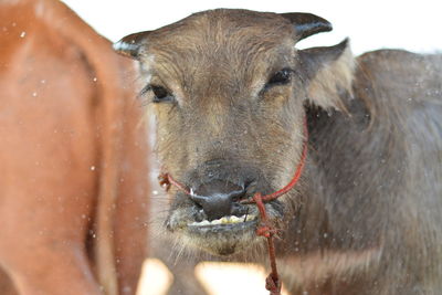 Close-up of cow