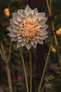 Close-up of white flowering plant