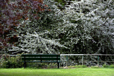 Trees in park