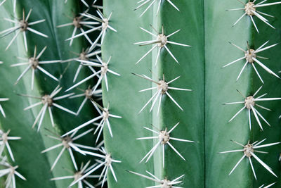 Close-up of cactus plant