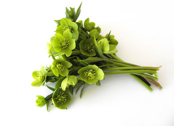 Close-up of vegetable over white background