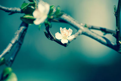 Close-up of white flowers