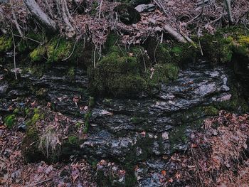 Trees growing in forest