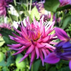 Close-up of pink flowers