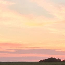 Silhouette of trees at sunset