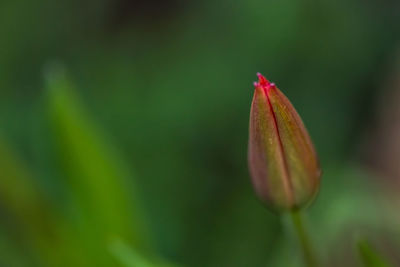 Close-up of plant growing on plant