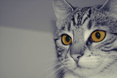 one animal