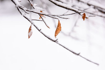 Close-up of frozen flower on tree during winter