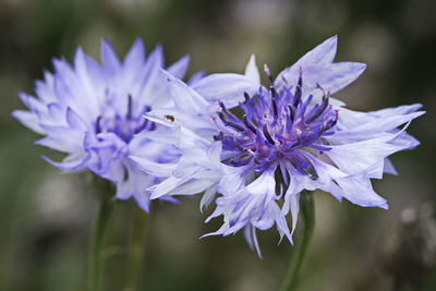 Close-up of bumblebee on purple flower