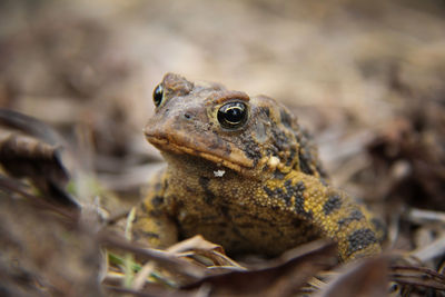 Close-up of frog on field