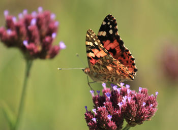 Close-up of butterfly on purple flower