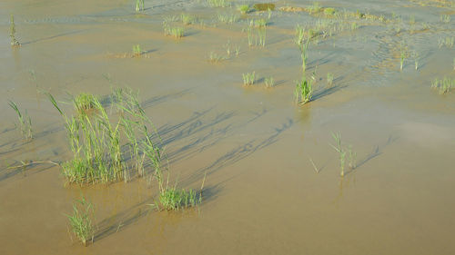 High angle view of plants on land