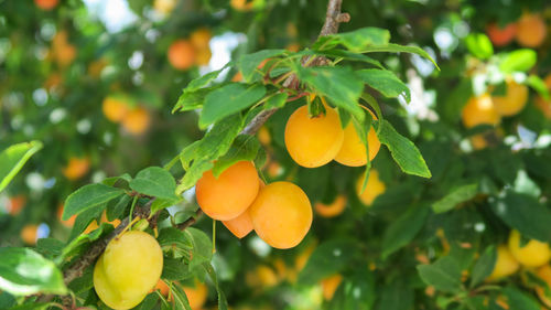 Close-up of orange growing on tree