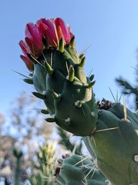 Close-up of succulent plant against sky