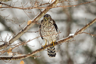 Bird perching on branch