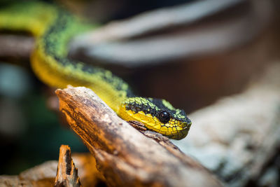 Close-up of lizard on wood