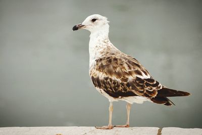 Bird perching on railing