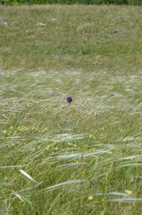 Woman standing in wheat field