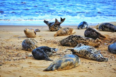 Seals on horsey beach