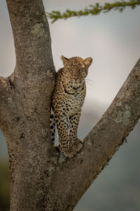 Leopard on tree trunk