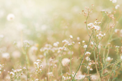 Close-up of white flowering plants on field