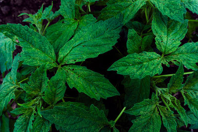 High angle view of leaves in plant