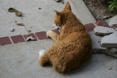 Cat sitting outdoors