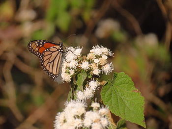 Close-up of butterfly perching on flower