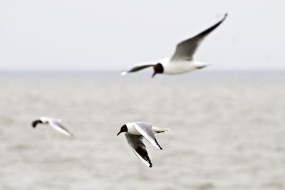 Seagulls flying over sea