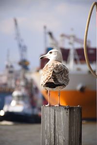 Close-up of seagull perching on wooden post