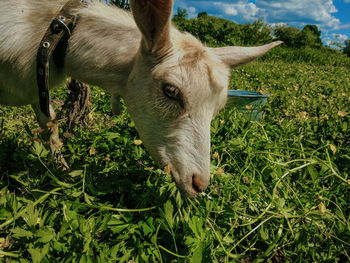 Close-up of a horse on field