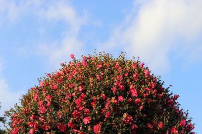 Low angle view of tree against sky