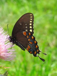 Close-up of butterfly pollinating on flower