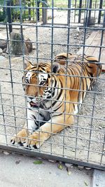 Horse in zoo