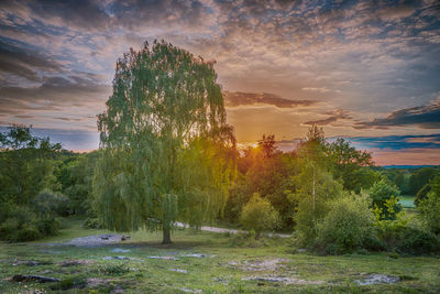 Trees on landscape against sky at sunset