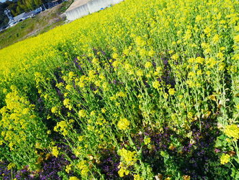 Yellow flowering plants on field