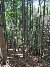 Trees growing in forest